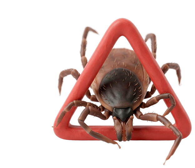 Исследование клеща на инфекции